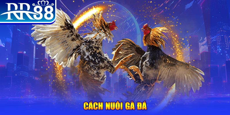 k89bet Ws168 Đá Gà